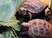 Baby Horsfield Tortoise 2026 Hatchlings