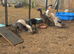 Indian runner ducks