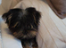 Yorkshire terrier puppy