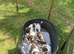 For sale &ndash; Superb KC Reg Pedigree English Springer Spaniel Puppies