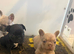 KC French Bulldogs