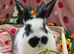 Butterfly mini lop last 2