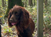 Cocker Spaniel puppies