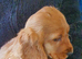 Show Type Cocker Spaniel puppies