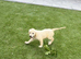 KC Reg Golden Retriever Puppies