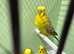 Black Wing Double Factor Budgies for Sale