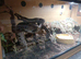 Ball python 5years old