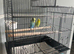 Male and female budgie