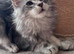 A wonderful Maine Coon male with a GCCF pedigree is waiting for a new, loving home.