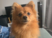 Pomeranian fox face boy