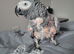 African grey parrot