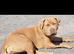 )   Stunning & Unique Shepweiler Mastiff Puppies &ndash; Reared with Love!
