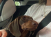 Miniature dauchshund