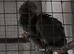 Breeding pair of African grey parrot