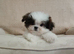 Shih tzu / Maltese Mix 1 Left!