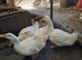 Aylesbury Duck....breeding pair.....Un-related 2025 pair of ducks