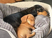 Dachshund boys