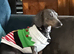 Miniature Dachshund for sale.