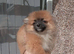 Pomeranian Puppies