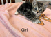 Mixed breed kittens