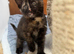 Adorable British Shorthair. Delivery available Today!