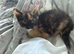 6 lovely kittens left for new homes