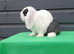 Gorgeous little mini lop now ready to leave
