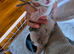 3/4 BSH kittens