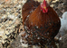 Pekin hens for sale