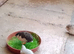 Chinese quail