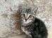 Female kitten