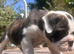 EXCEPTIONAL OLDE ENGLISH BULLDOG PUPPIES