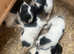 Cocker spaniels