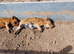 Kune Kune Pigs