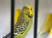 Budgies