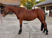 Beautiful Connemara Filly