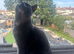 Female Bristish shorthair 2 years old