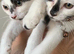 Kittens for selling