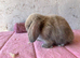 Pure mini lop