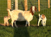 Nanny goat with twins