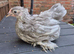 Pekin pullets