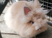 Gorgeous Lionhead boy