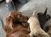 Cocker spaniel
