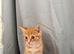 1/4 Bengal Fluffy Ginger Male Kitten