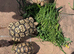Breeding pair Leopard tortoises