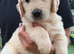 American Line Golden Retrievee