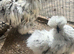 Chicks and chickens read description