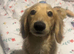 Sullivan Miniature Long Hair Cream Daschund