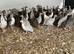 Guinea fowl keets