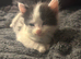 Domestic black and white kittens